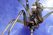 Cupboard Spider (Steatoda grossa) (Steatoda grossa)